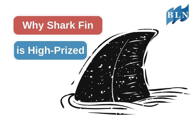 This Is Why Shark Fins is in High Demand